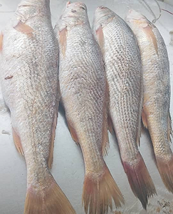 AQUACULTURE