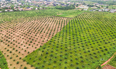Delcom Coop Oil Palm Plantation Demonstration Farm